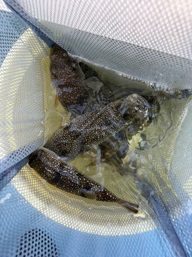 ショウサイフグの釣果