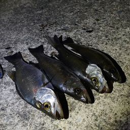 セイゴ（ヒラスズキ）