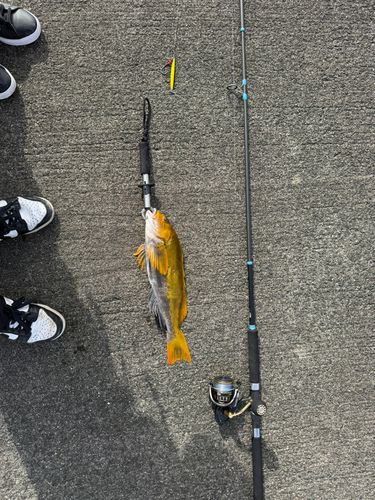 アイナメの釣果