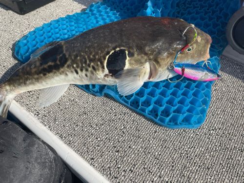 トラフグの釣果