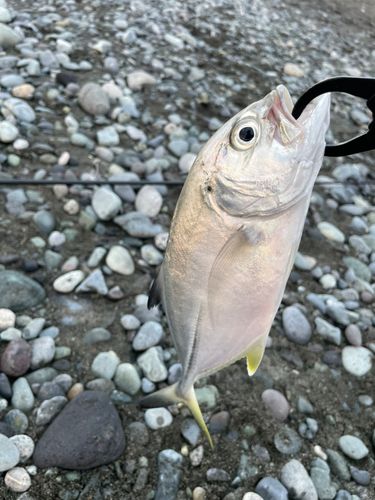 ギンガメアジの釣果