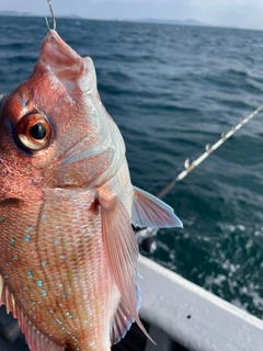 マダイの釣果