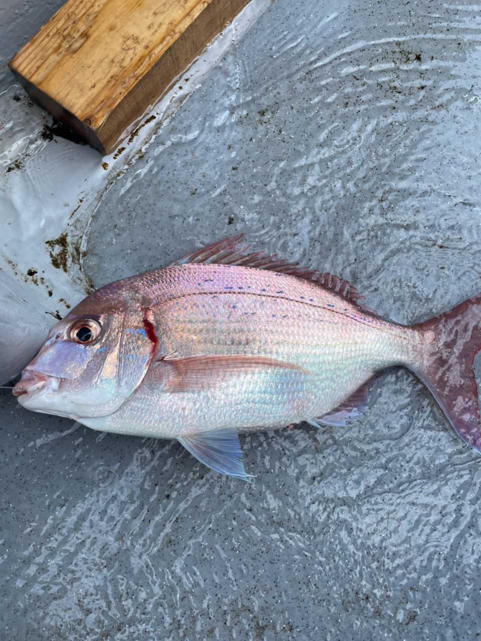 gatzさんの釣果 2枚目の画像