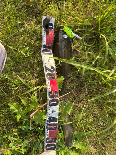 マナマズの釣果