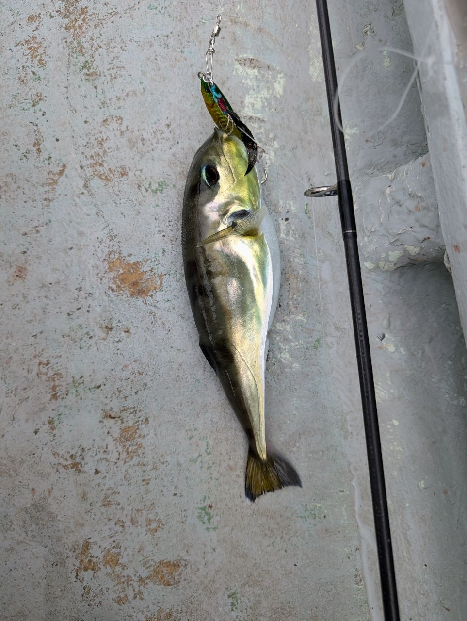 渓ドゥリーマーさんの釣果 2枚目の画像