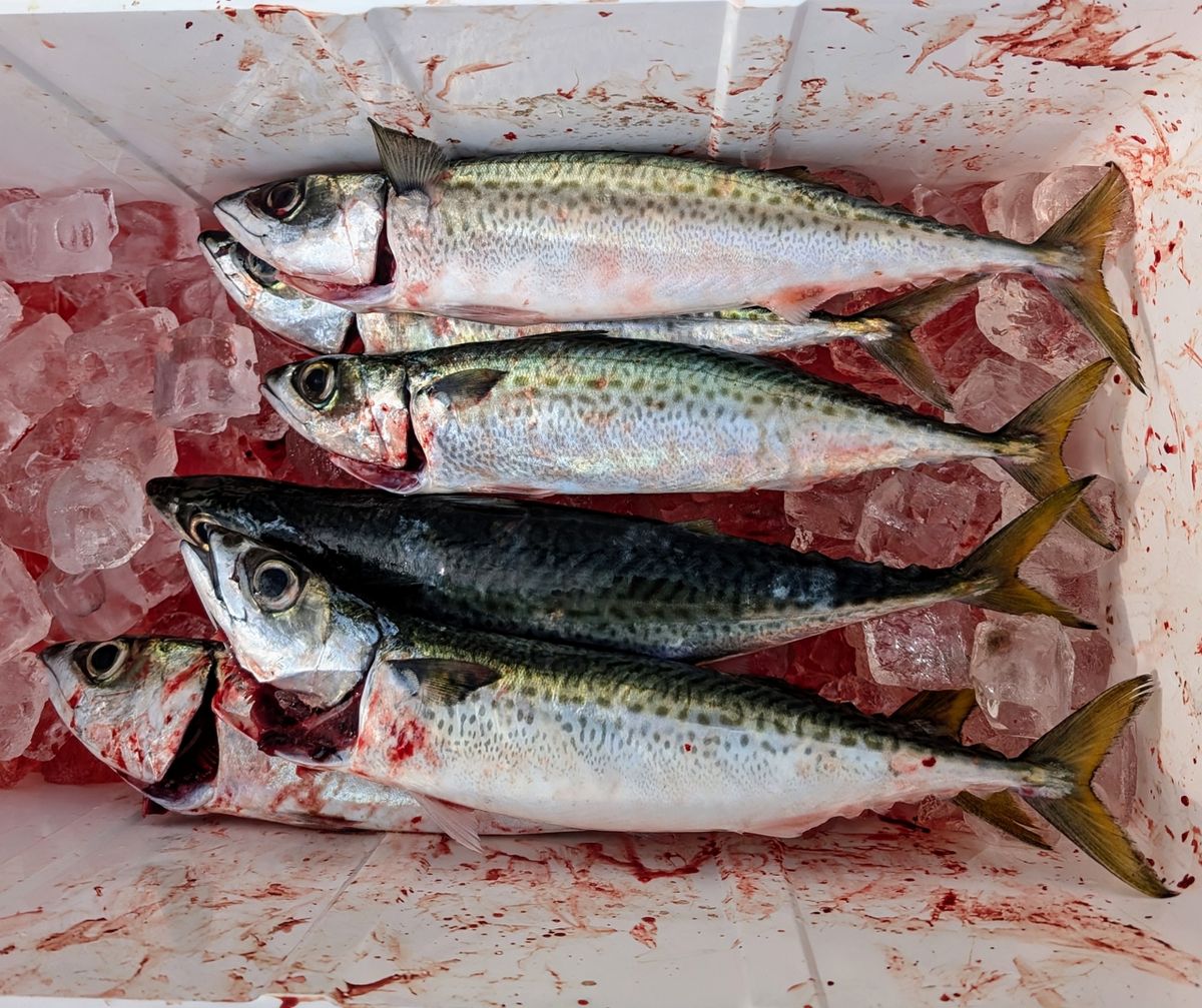 渓ドゥリーマーさんの釣果 3枚目の画像