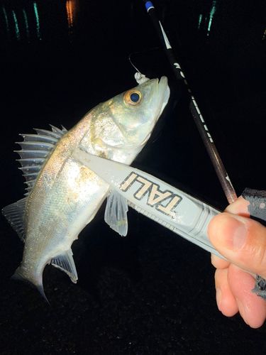 セイゴ（マルスズキ）の釣果