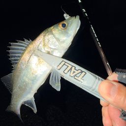 セイゴ（マルスズキ）