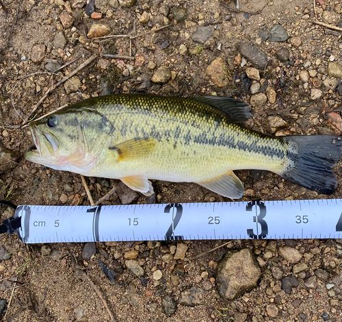 ブラックバスの釣果