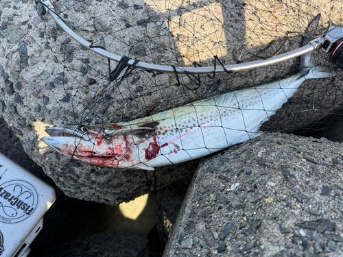 サゴシの釣果