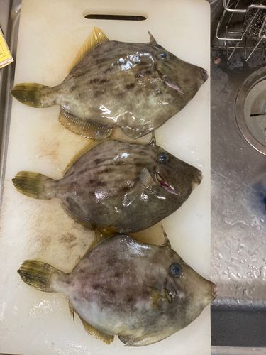 カワハギの釣果