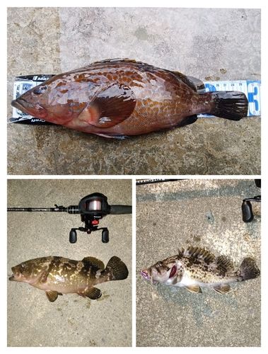 キジハタの釣果