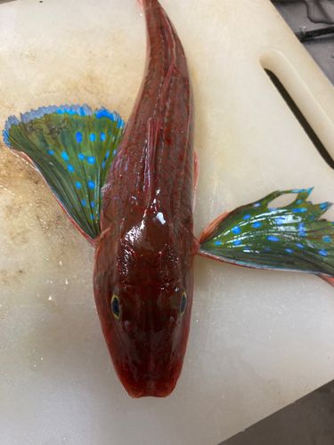 ホウボウの釣果