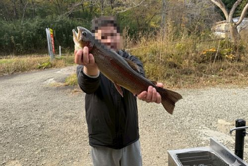 ニジマスの釣果