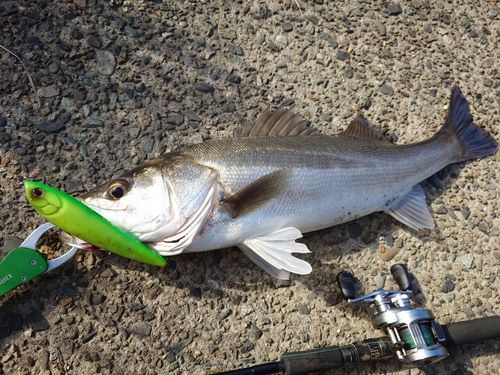 シーバスの釣果