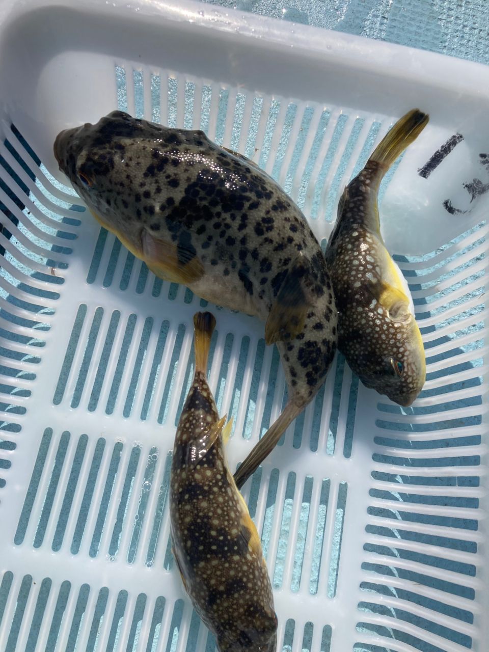 プチマロンさんの釣果 1枚目の画像