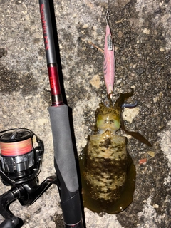 アオリイカの釣果