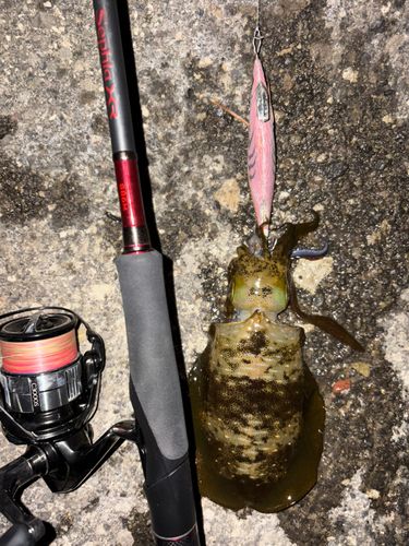 アオリイカの釣果