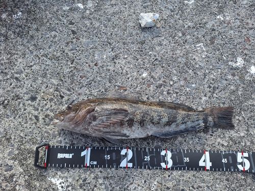 アイナメの釣果