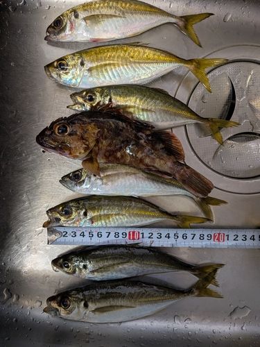 マアジの釣果