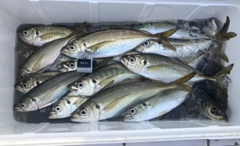 アジの釣果