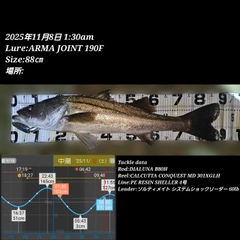 シーバスの釣果