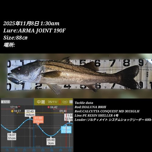 シーバスの釣果