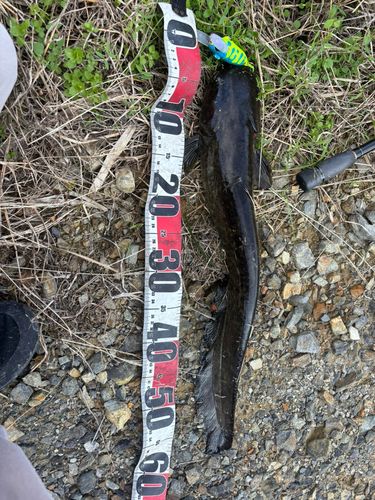 マナマズの釣果