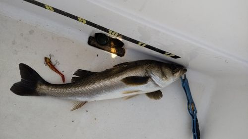 シーバスの釣果