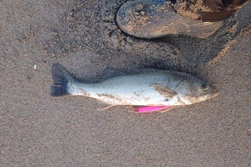 セイゴ（マルスズキ）の釣果