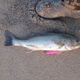 セイゴ（マルスズキ）