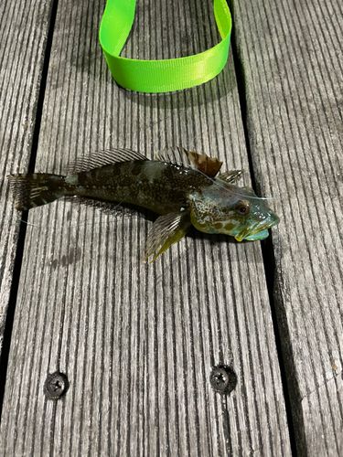 アナハゼの釣果