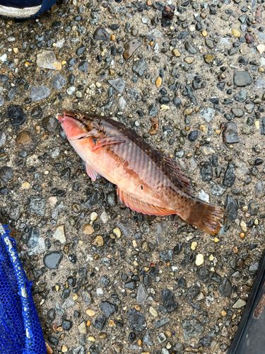 ホシササノハベラの釣果