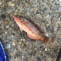 ホシササノハベラ