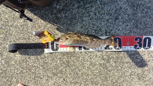 アイナメの釣果