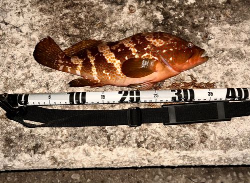 キジハタの釣果