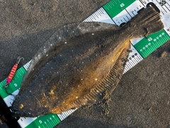 ヒラメの釣果