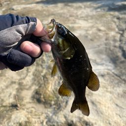 スモールマウスバス