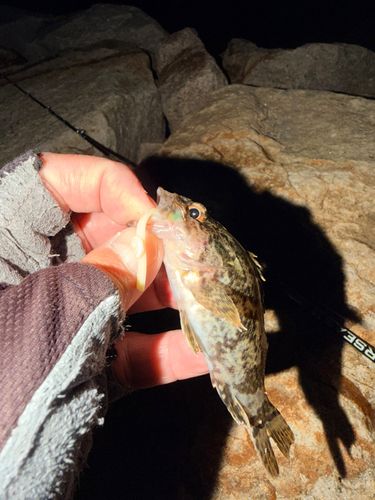 ベッコウゾイの釣果
