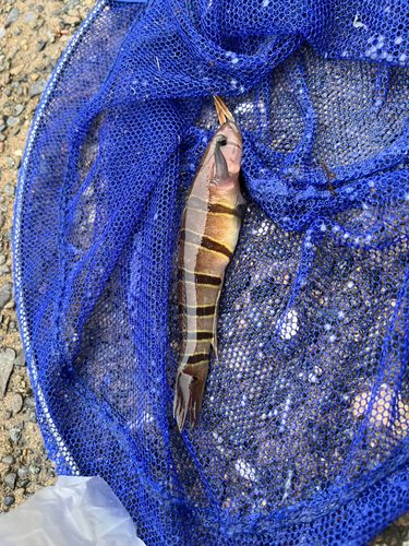 キヌバリの釣果