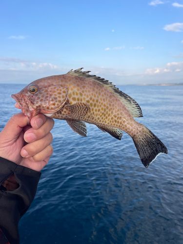 オオモンハタの釣果