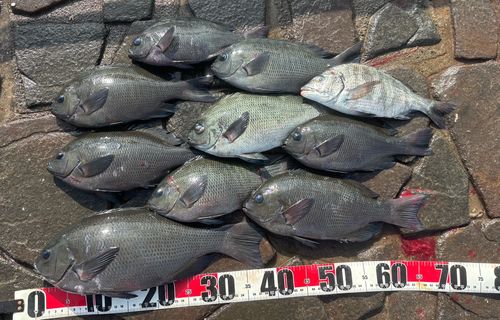 グレの釣果
