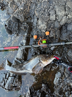 アイナメの釣果