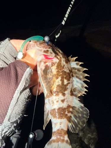 ベッコウゾイの釣果