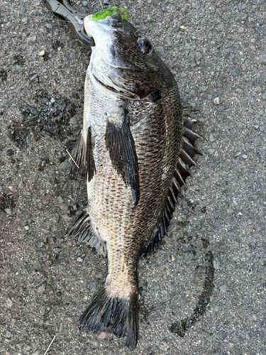 チヌの釣果