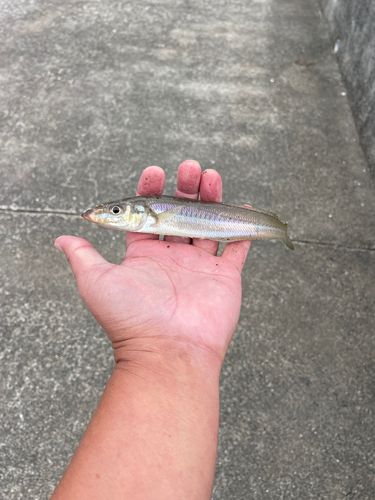 シロギスの釣果