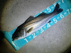 マルスズキの釣果