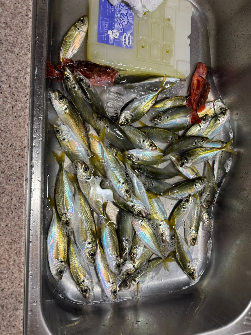 kunchanさんの釣果 3枚目の画像