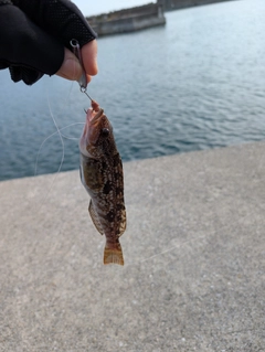 アイナメの釣果