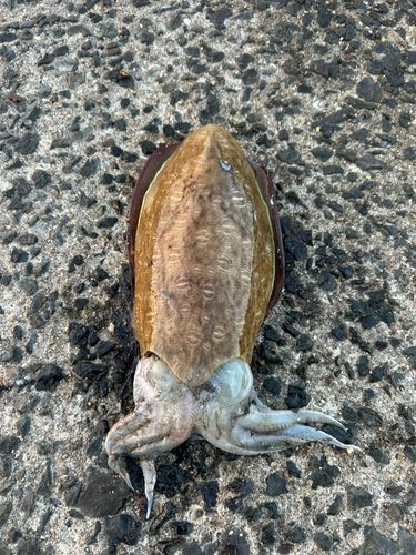 モンゴウイカの釣果